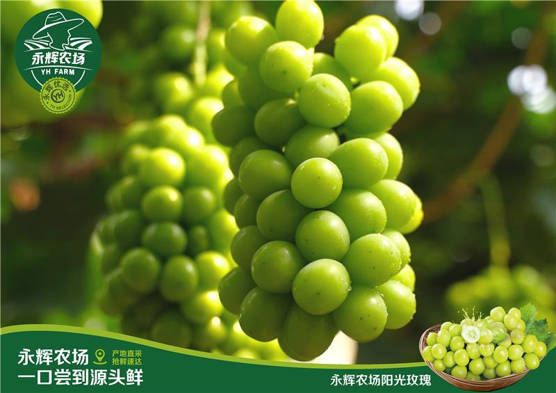 pg麻将胡了(官方)最新IOS/安卓版/手机版APP下载